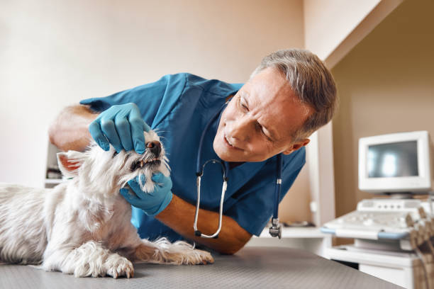 Best Emergency Root Canal Treatment in Pembroke, NC